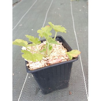 Geranium rosat (Godet 9cm)